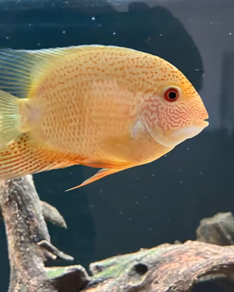 Ciclide Heros gold red spotted