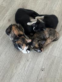 Gattini di 3 mesi