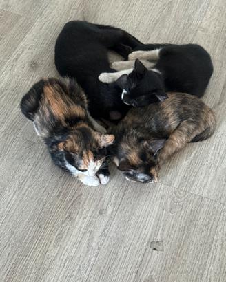 Gattini di 3 mesi