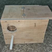 Nido per cocorite, pappagallini