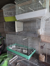 Cocorite, calopsite, voliere solo in blocco