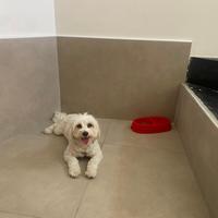 Cane maltese