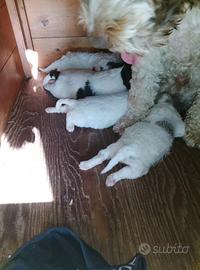 Cuccioli Lagotto romagnolo