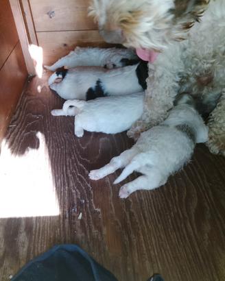 Cuccioli Lagotto romagnolo