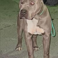 American Staffordshire terrier