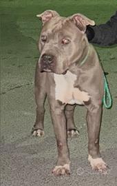 American Staffordshire terrier