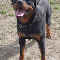 Rottweiler maschio con pedigree in adozione