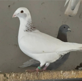 Colombi viaggiatore olandese