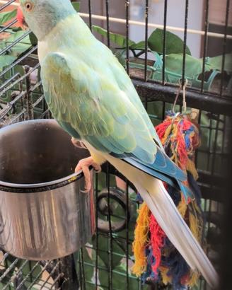 Parrocchetti dal collare