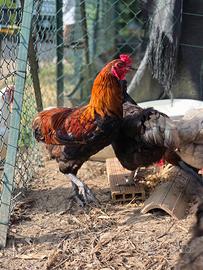 Gallo Olive Egger (Marans x Araucana)