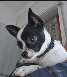 Chihuahua cucciolo maschio