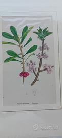 5 stampe antiche di botanica originale  1870