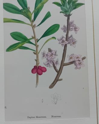 5 stampe antiche di botanica originale  1870