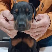 Dobermann cuccioli