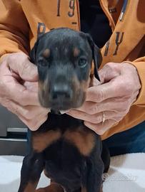 Dobermann cuccioli