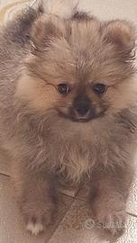 Cuccioli di Spitz