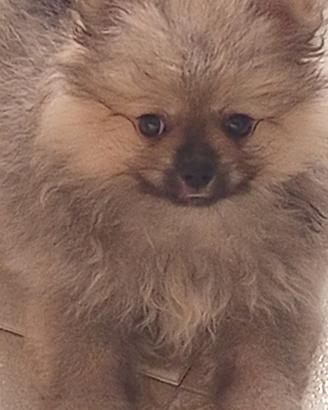 Cuccioli di Spitz