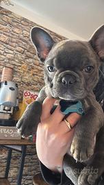 Cane bulldog francese