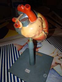 strumento didattico cuore anatomia Paravia 1930s