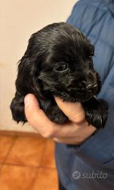 Cuccioli Cocker Spaniel