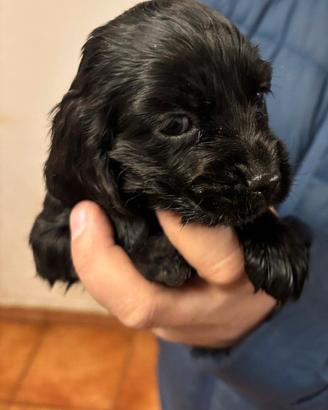 Cuccioli Cocker Spaniel