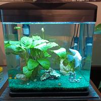 Acquario Amtra Laguna 40 LED Completo - 