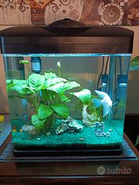 Acquario Amtra Laguna 40 LED Completo - 