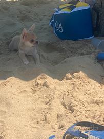 Chihuahua