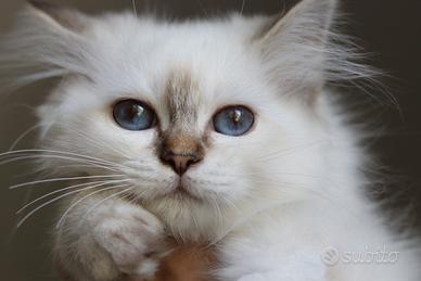 Cucciola gatto Sacro di Birmania 
