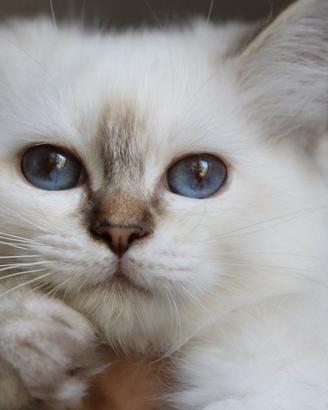 Cucciola gatto Sacro di Birmania 