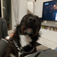 Cane meticcio