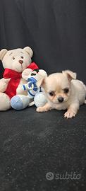 Chihuahua maschio pelo lungo Pedigree Enci