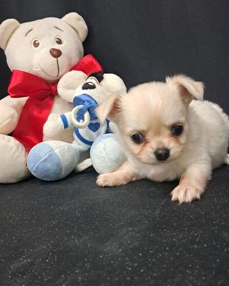 Chihuahua maschio pelo lungo Pedigree Enci