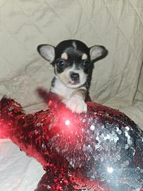 Chihuahua toy piccolo maschio