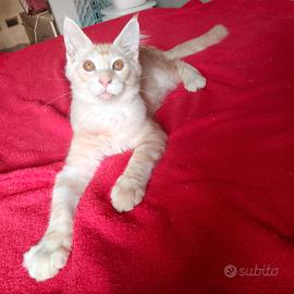 Maschietto Maine Coon tg XXL, pedigree Anfi