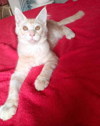 Maschietto Maine Coon tg XXL, pedigree Anfi
