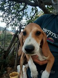 Cuccioli di segugio