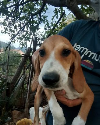 Cuccioli di segugio