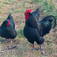 Uova da cova razza Australorp