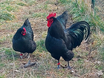 Uova da cova razza Australorp