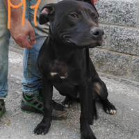 Cuccioli American pitbull