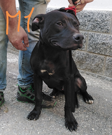 Cuccioli American pitbull