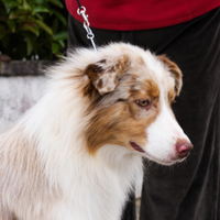 Australian Shepherd/ Pastore Australiano