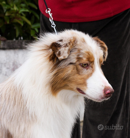 Australian Shepherd/ Pastore Australiano