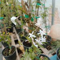 Gelsomino Jasminum polyantum fiorito – profumatiss