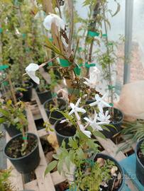 Gelsomino Jasminum polyantum fiorito – profumatiss