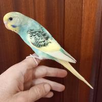 Cocorite allevate a mano