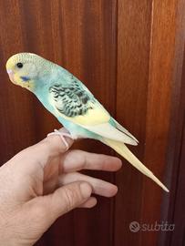 Cocorite allevate a mano