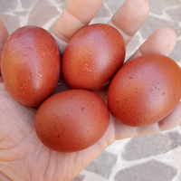 Marans amrock