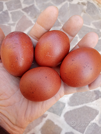 Marans amrock